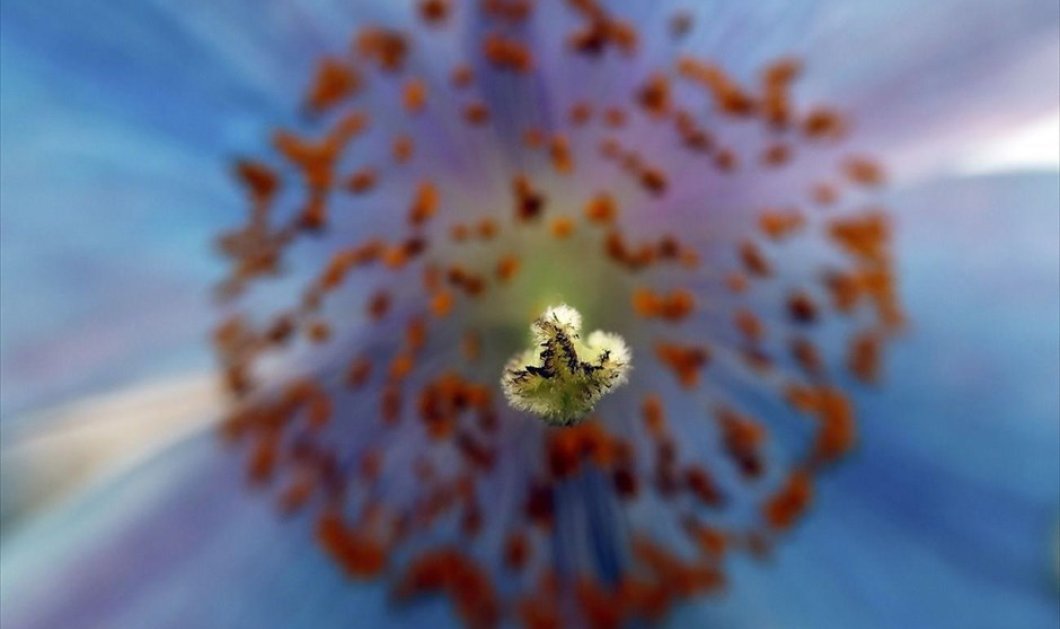 Η φανταστική «Meconopsis grandis», ή αλλιώς μπλε παπαρούνα, στην ανθοκομική έκθεση του Τσέλσι, στη Μ. Βρετανία - REUTERS / STEFAN WERMUTH