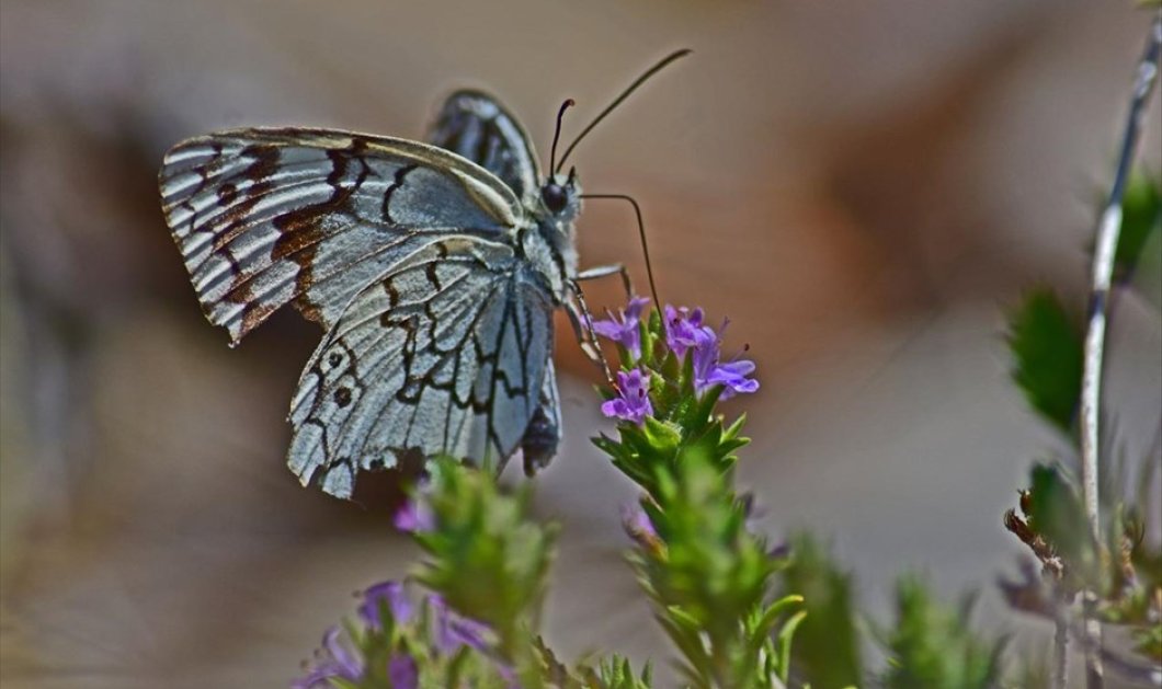 Μία πεταλούδα μαζεύει γύρη από ανθισμένη ρίγανη στην πόλη του Ναυπλίου - ΑΠΕ-ΜΠΕ / ΜΠΟΥΓΙΩΤΗΣ ΕΥΑΓΓΕΛΟΣ 