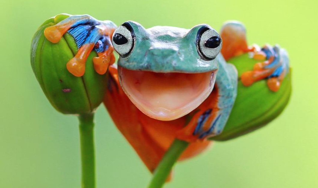 Πώς σας φαίνεται για χαμόγελο Κυριακής αυτός ο χαριτωμένος βάτραχος; Ο παιχνιδιάρης κοιτάζει τον φακό κάπου στην Ινδονησία - Picture: Kurit Afsheen/Solent News