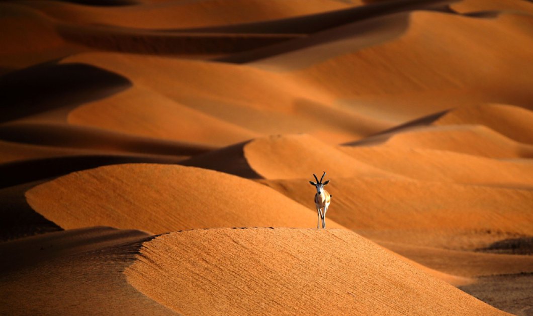 Γαζέλα διασχίζει τους αμμόλοφους στα νότια του Άμπου Ντάμπι, κοντά στα σύνορα με το Ομάν και τη Σαουδική Αραβία - Picture: KARIM SAHIB/AFP