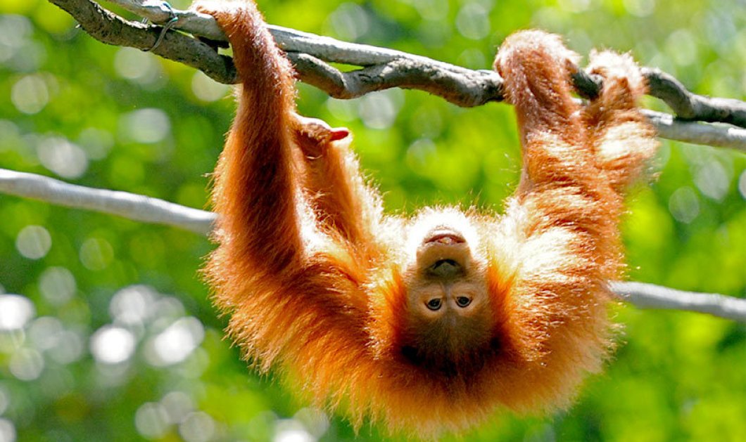 Ένα γλυκύτατο μαϊμουδάκι παίζει στα δένδρα σε ζωολογικό κήπο στην Singapore - Picture: Xinhua / Barcroft Media