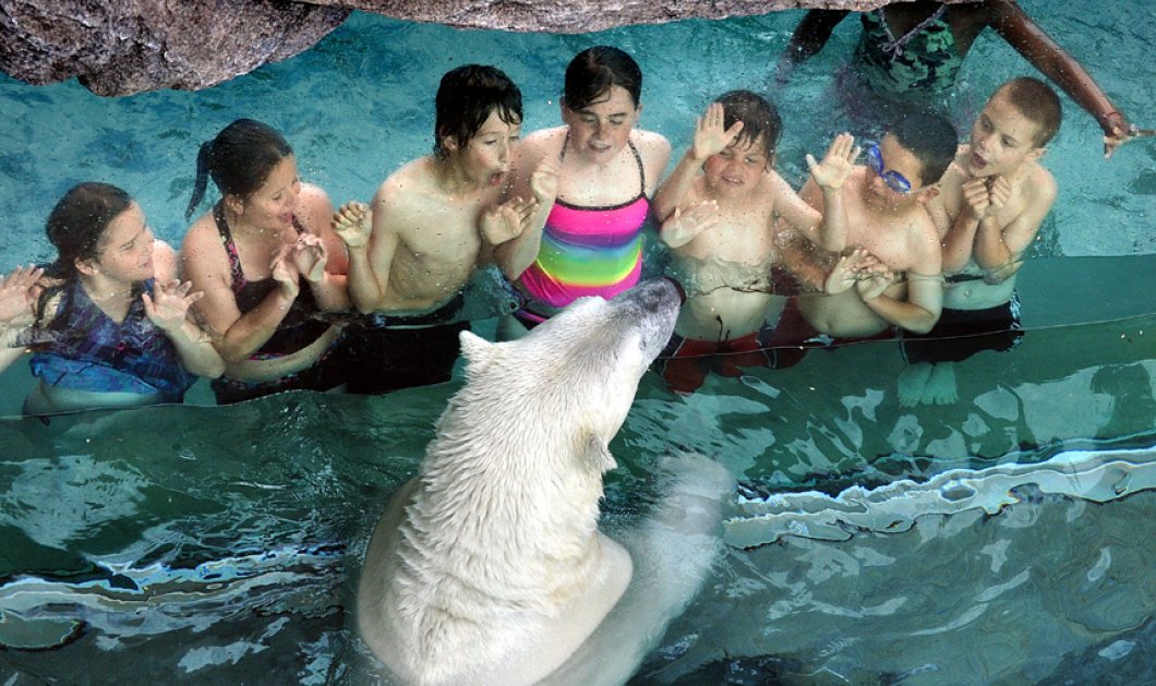 Ατρόμητα παιδάκια; Ε όχι! Υπάρχει αλεξίσφαιρο τζάμι ανάμεσα σε αυτά & την πολική αρκούδα - Picture: Image license supplied to Caters from source