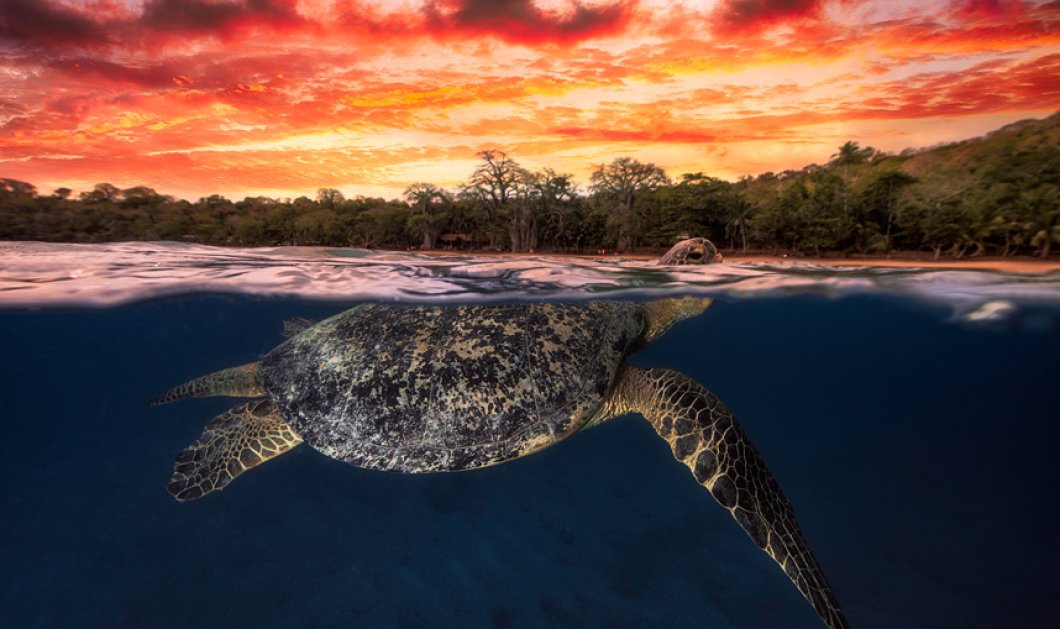 Σπλιτ φωτογραφία με την κόκκινη ομορφιά του δειλινού και μιας πράσινης χελώνας κάτω από το νερό - Picture: Barathieu Gabriel / Telegraph