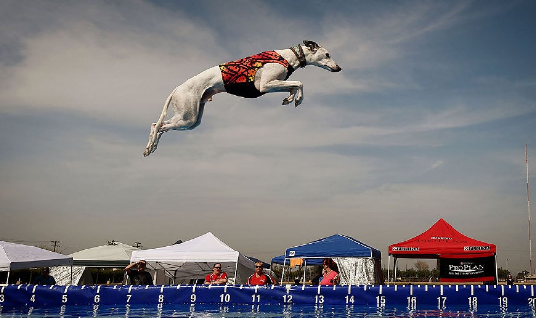 Το απίστευτο άλμα του σκύλου: 9,5m στους παγκόσμιους αγώνες της Καλιφόρνια - Picture: Mark Ralston/AFP/Getty