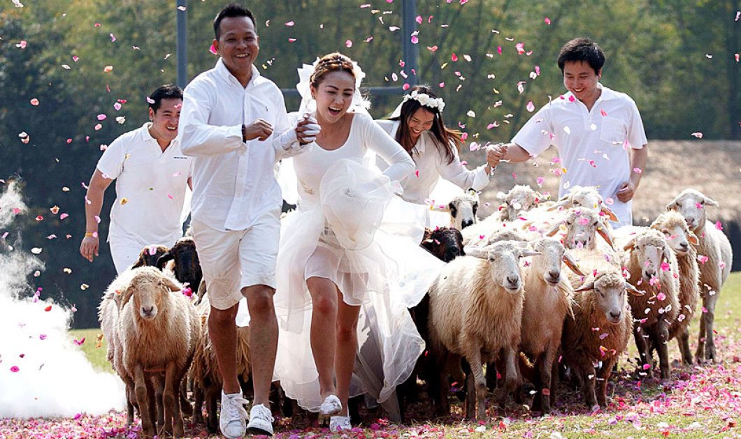 13/02/15: Παρέα με ένα κοπάδι πρόβατα επέλεξαν να παντρευτούν 3 ζευγάρια στην Ταϋλάνδη, ζώντας τον βουκολικό έρωτά τους! Φωτό: YONGRIT/EPA