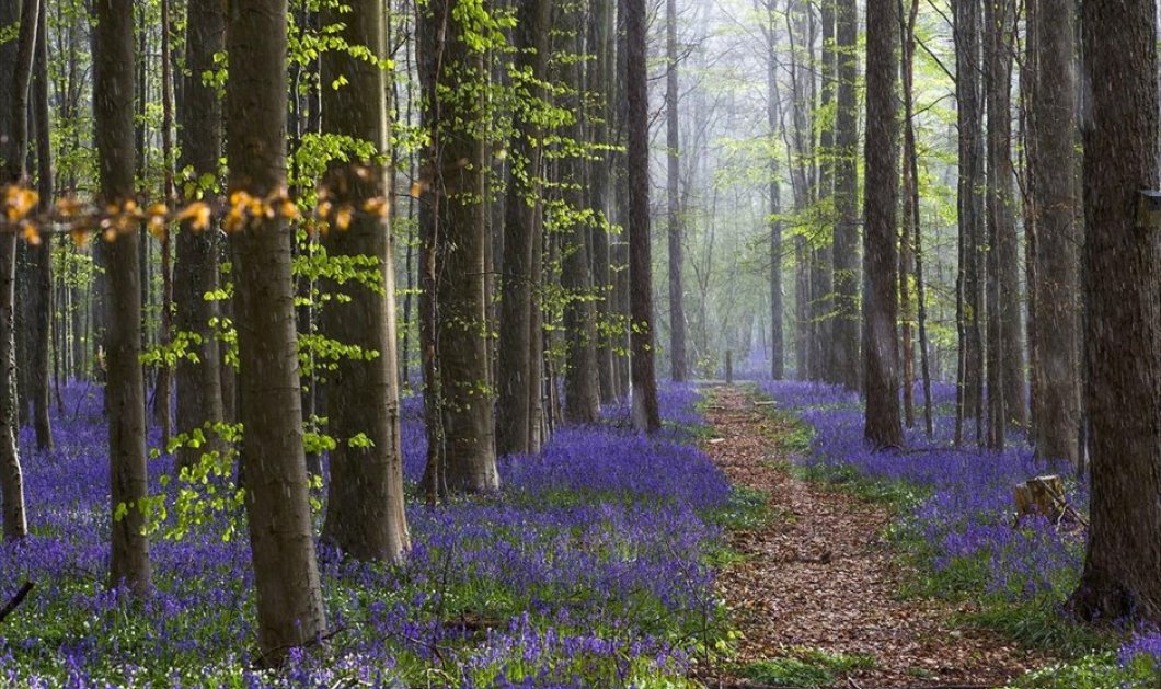 Το πανέμορφο «μπλέ δάσος» της Χάλλε - Picture: REUTERS / YVES HERMAN