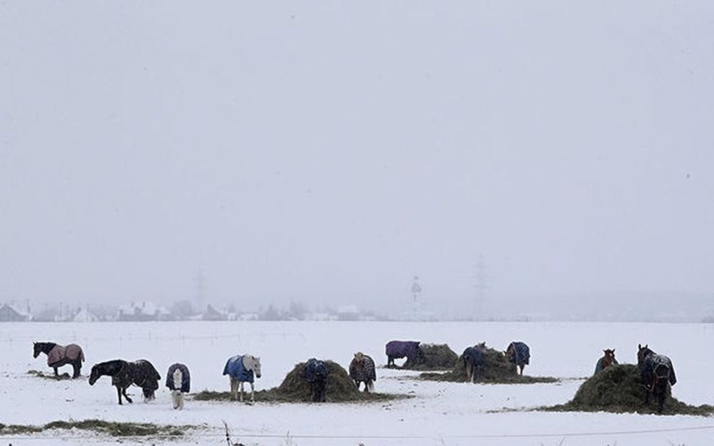Φωτό ημέρας: Άλογα σε χιονισμένο λιβάδι EPA/MAXIM SHIPENKOV - Κυρίως Φωτογραφία - Gallery - Video