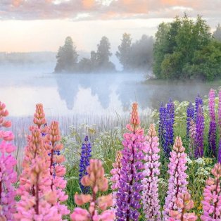 Τα χρώματα του καλοκαιριού στην Φινλανδία - Φωτό ημέρας από τον @Jukka Paakkinen  - Κυρίως Φωτογραφία - Gallery - Video