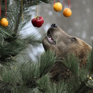 08/12/2014 - Ένα χριστουγεννιάτικο δέντρο για... αρκούδες! Στολισμένο με φρούτα, λαχανικά και κάθε λογής καλούδια! Φωτό: REUTERS/Fabian Bimmer - Κυρίως Φωτογραφία - Gallery - Video