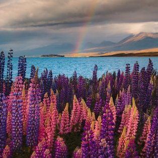 Φωτό ημέρας από τη Νέα Ζηλανδία: Τα λουλούδια με τα υπέροχα χρώματα, η θάλασσα, τα σύννεφα - κλικ από @ryanresatka - Κυρίως Φωτογραφία - Gallery - Video